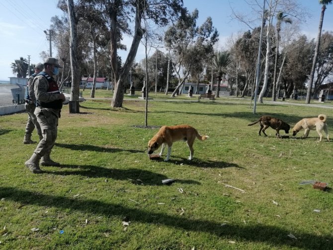 Hatay'da jandarma ekipleri sessiz dostlarımızı unutmadı