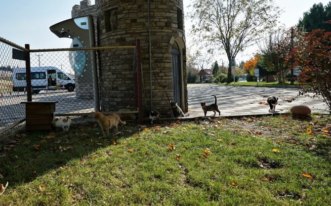 Kahramanmaraş'ta 35 bin sokak hayvanı yuvaya kavuştu!