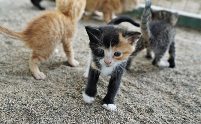 Kahramanmaraş'ta 35 bin sokak hayvanı yuvaya kavuştu!