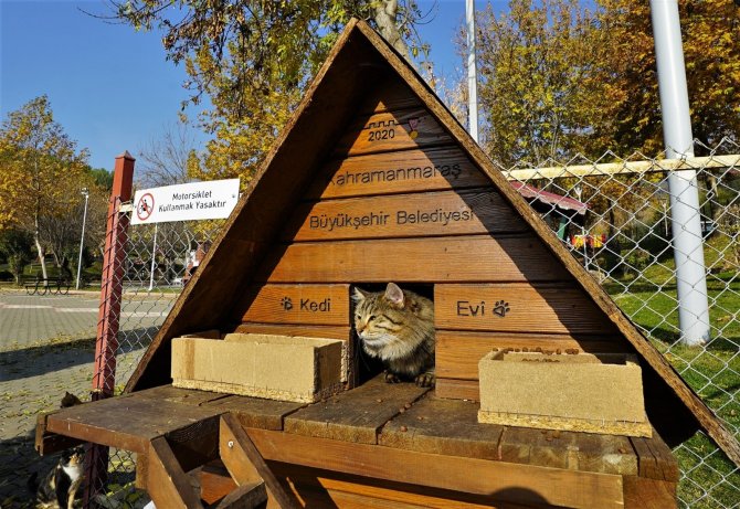 Kahramanmaraş'ta 35 bin sokak hayvanı yuvaya kavuştu!