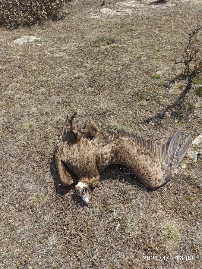 Nesli tükenmekte olan 7 akbaba Afyon'da ölü bulundu