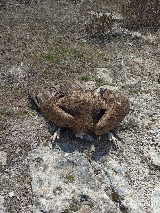 Nesli tükenmekte olan 7 akbaba Afyon'da ölü bulundu
