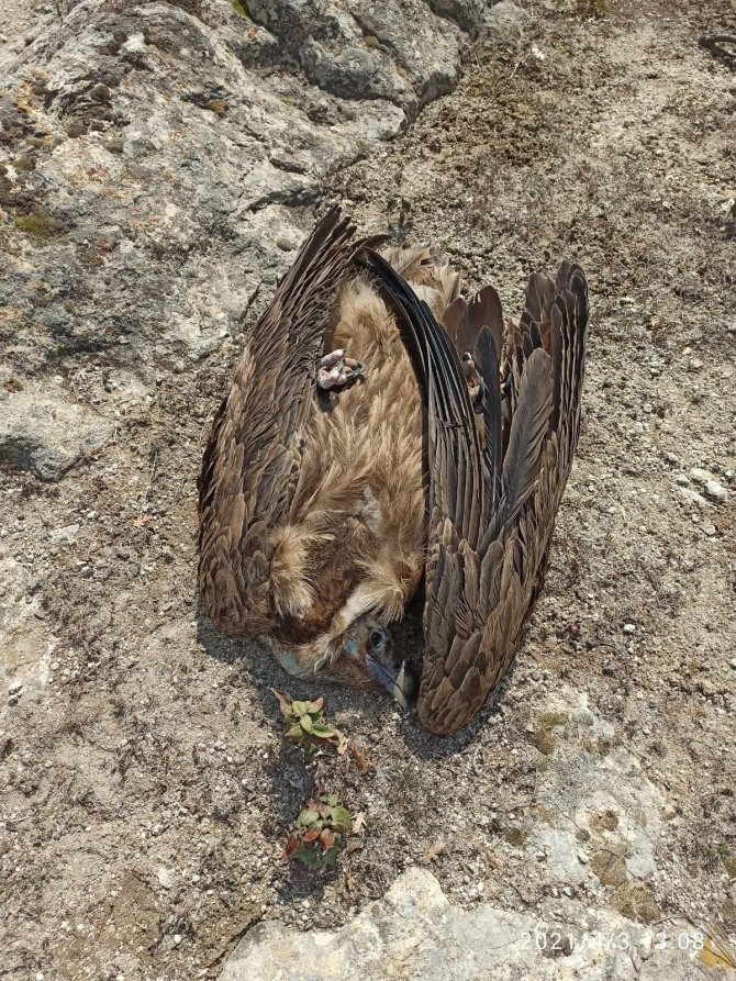 Nesli tükenmekte olan 7 akbaba Afyon'da ölü bulundu