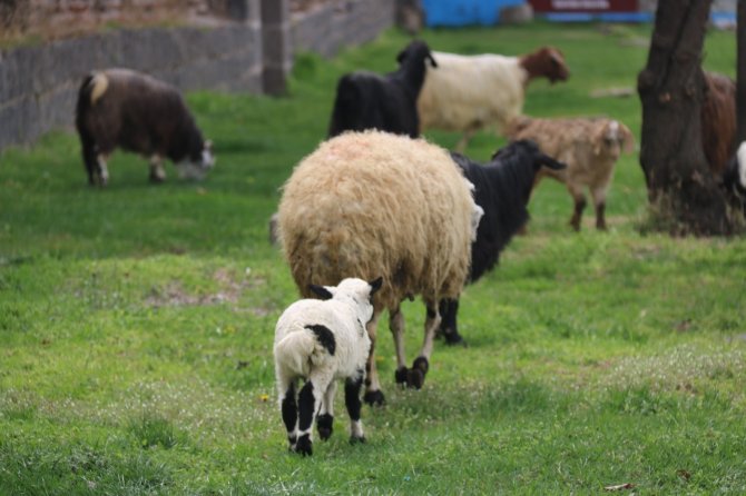 5 bin yıllık tarihi sur diplerinde hayvanlar otluyor