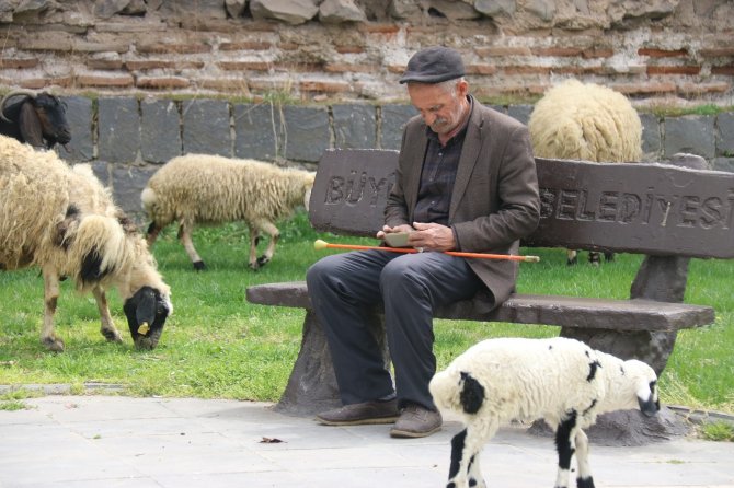 5 bin yıllık tarihi sur diplerinde hayvanlar otluyor