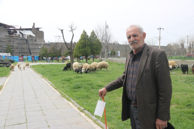 5 bin yıllık tarihi sur diplerinde hayvanlar otluyor