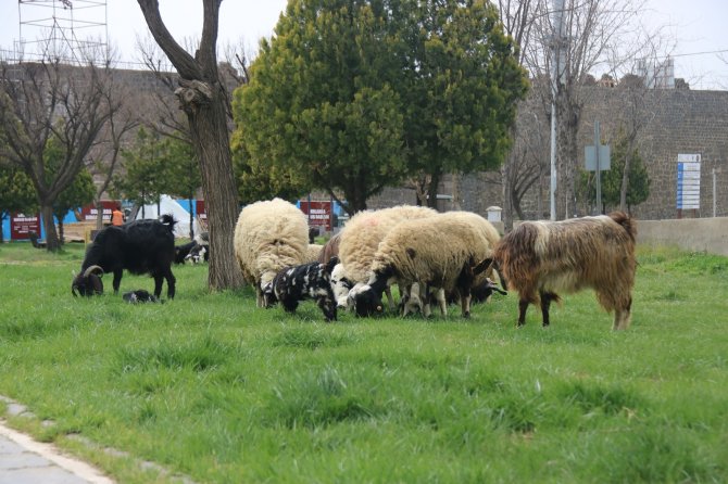 5 bin yıllık tarihi sur diplerinde hayvanlar otluyor