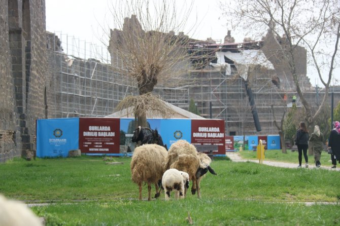 5 bin yıllık tarihi sur diplerinde hayvanlar otluyor