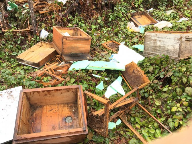 Bartın'da yiyecek arayan ayılar arı kovanlarına saldırdı