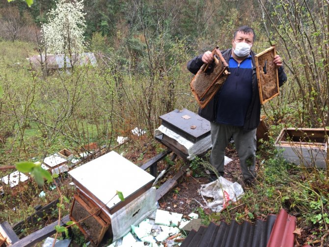 Bartın'da yiyecek arayan ayılar arı kovanlarına saldırdı