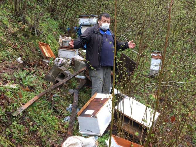 Bartın'da yiyecek arayan ayılar arı kovanlarına saldırdı
