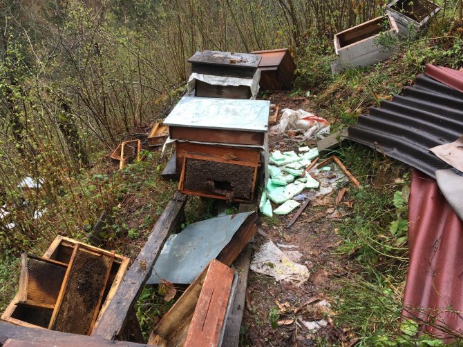 Bartın'da yiyecek arayan ayılar arı kovanlarına saldırdı