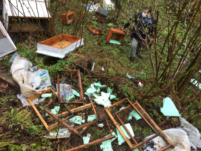 Bartın'da yiyecek arayan ayılar arı kovanlarına saldırdı