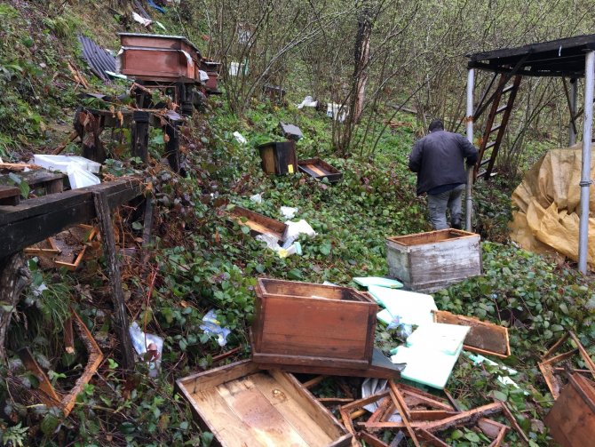 Bartın'da yiyecek arayan ayılar arı kovanlarına saldırdı