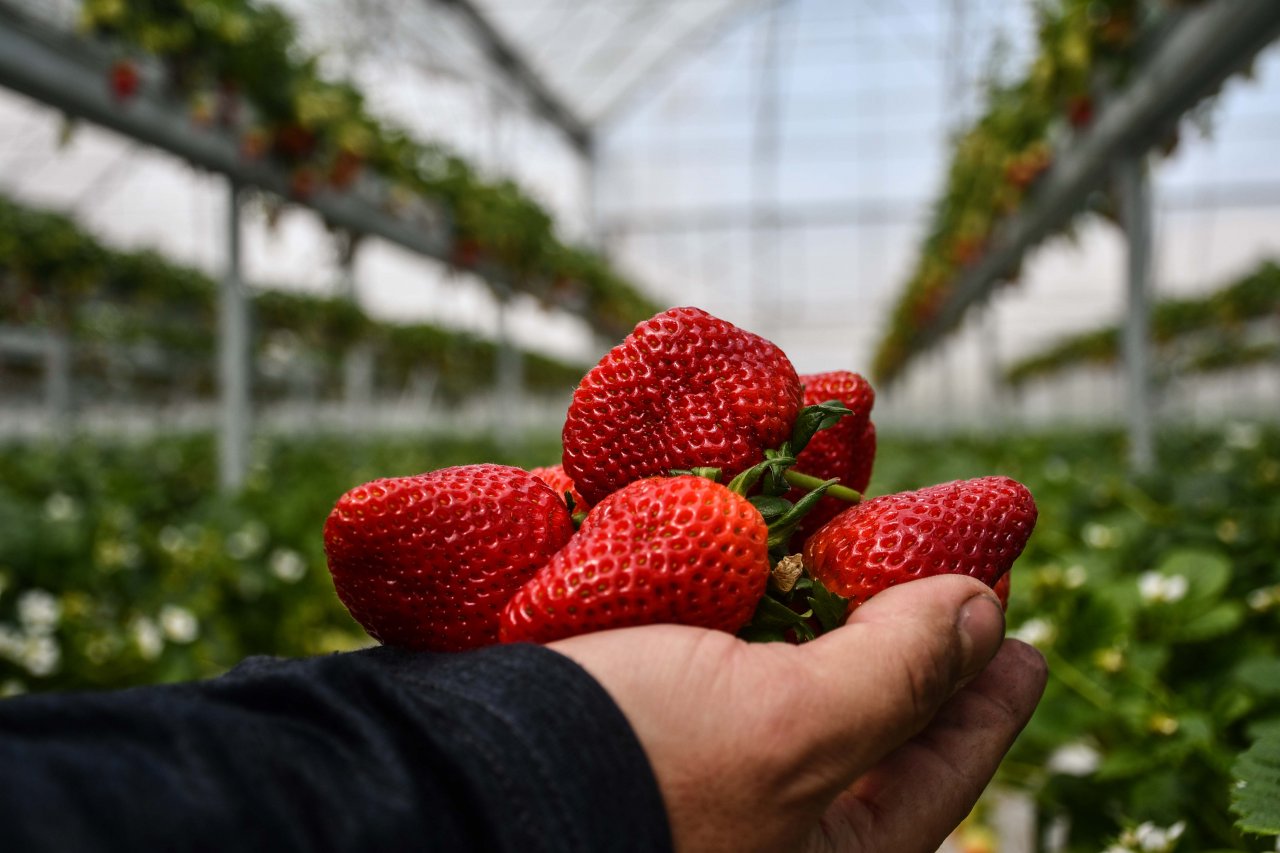 Şehirdeki işini bırakıp köyüne dönen bankacı şimdi 4 ülkeye çilek ihraç ediyor