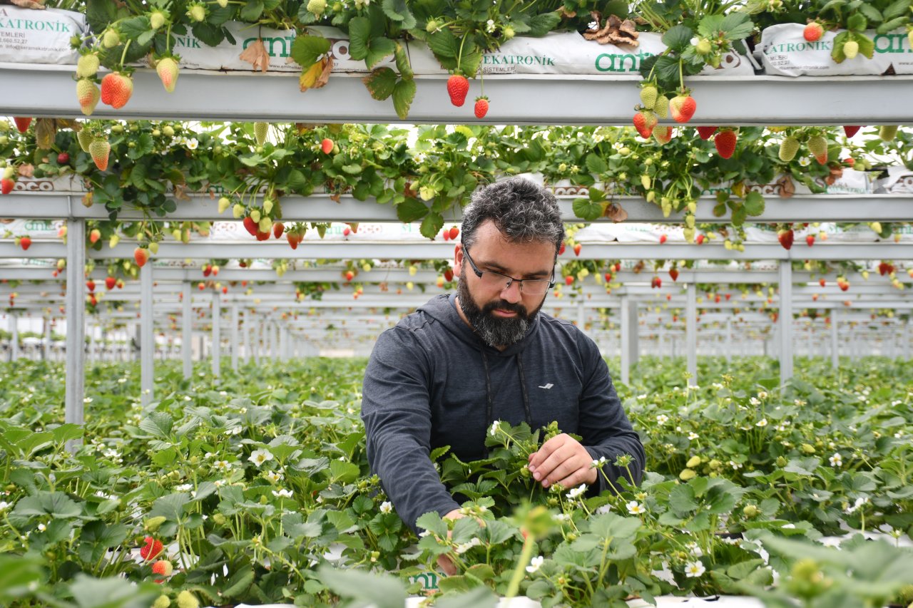 Şehirdeki işini bırakıp köyüne dönen bankacı şimdi 4 ülkeye çilek ihraç ediyor
