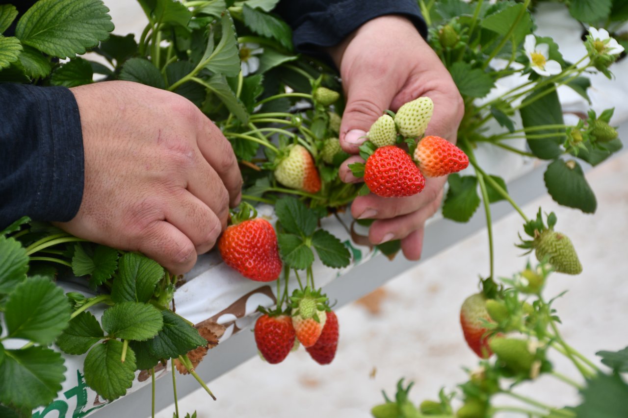 Şehirdeki işini bırakıp köyüne dönen bankacı şimdi 4 ülkeye çilek ihraç ediyor