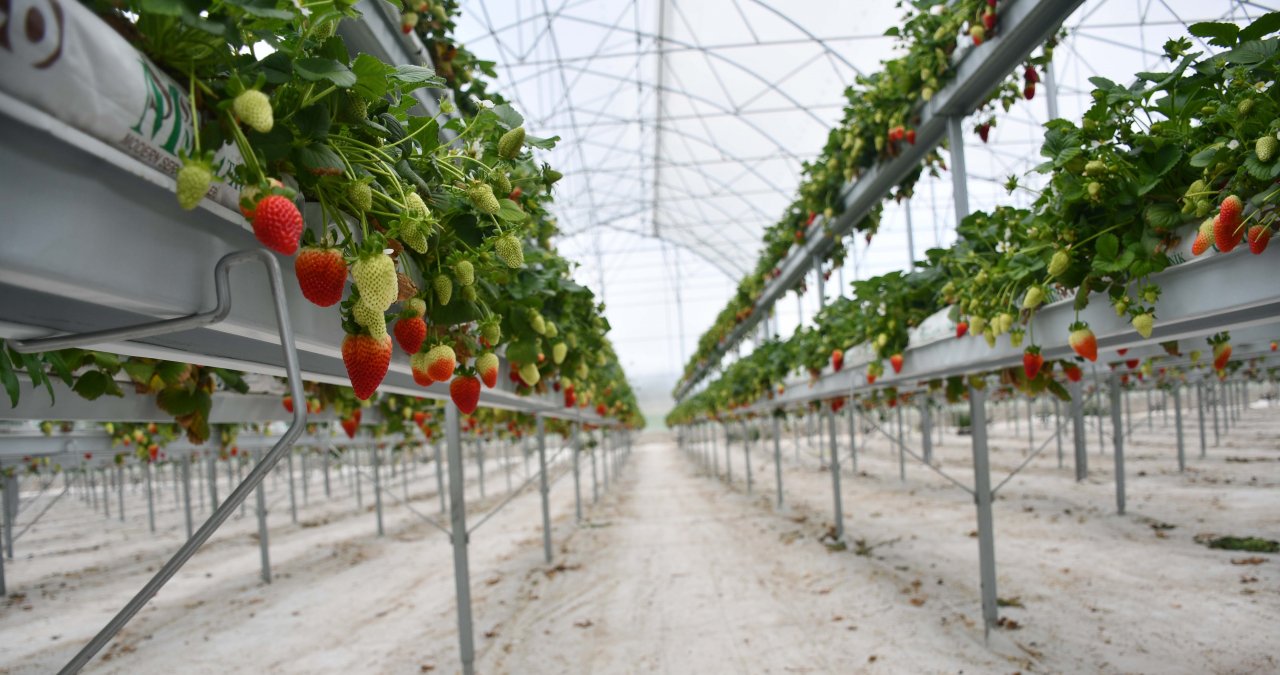 Şehirdeki işini bırakıp köyüne dönen bankacı şimdi 4 ülkeye çilek ihraç ediyor