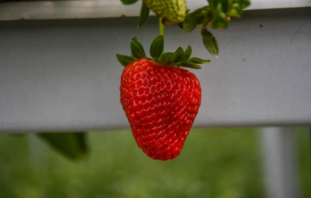 Şehirdeki işini bırakıp köyüne dönen bankacı şimdi 4 ülkeye çilek ihraç ediyor
