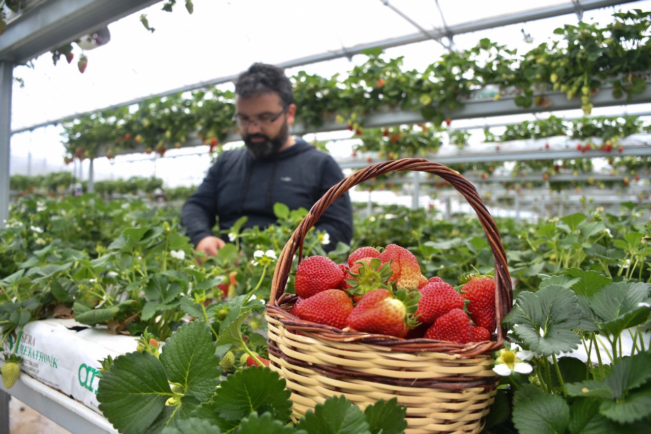 Şehirdeki işini bırakıp köyüne dönen bankacı şimdi 4 ülkeye çilek ihraç ediyor