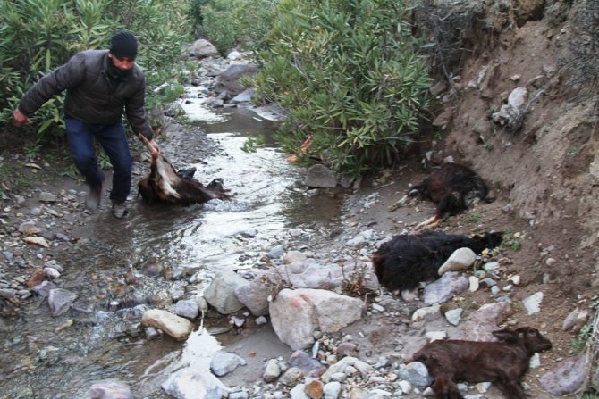 Ayvalık’ta keçi ölümlerinin sebebinin parazit olduğu ortaya çıktı