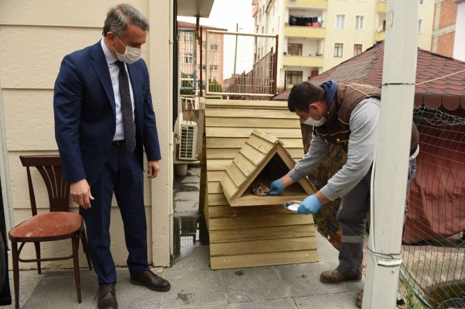 Çorum'daki sokak kedilerinin artık evleri var
