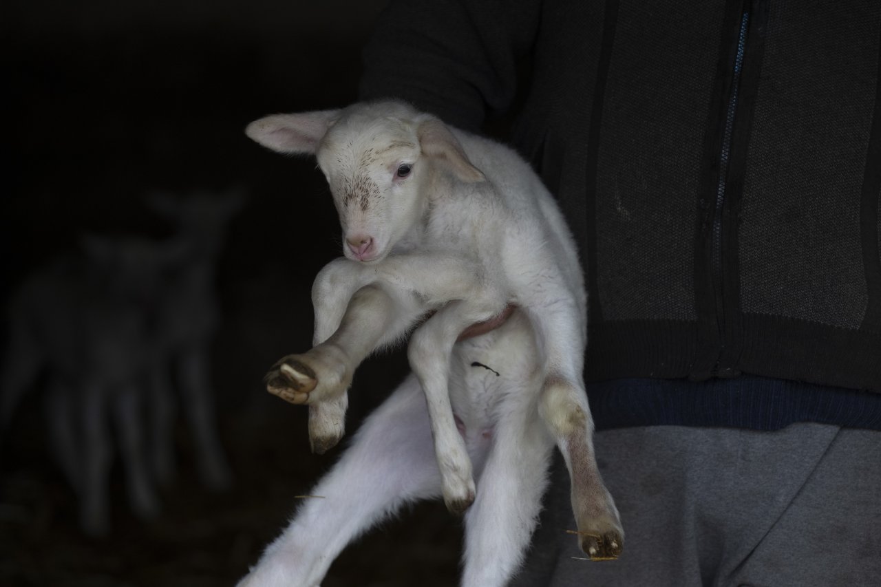 Edirne'de 6 bacağı olan kuzuyu görenler hayrete düşüyor