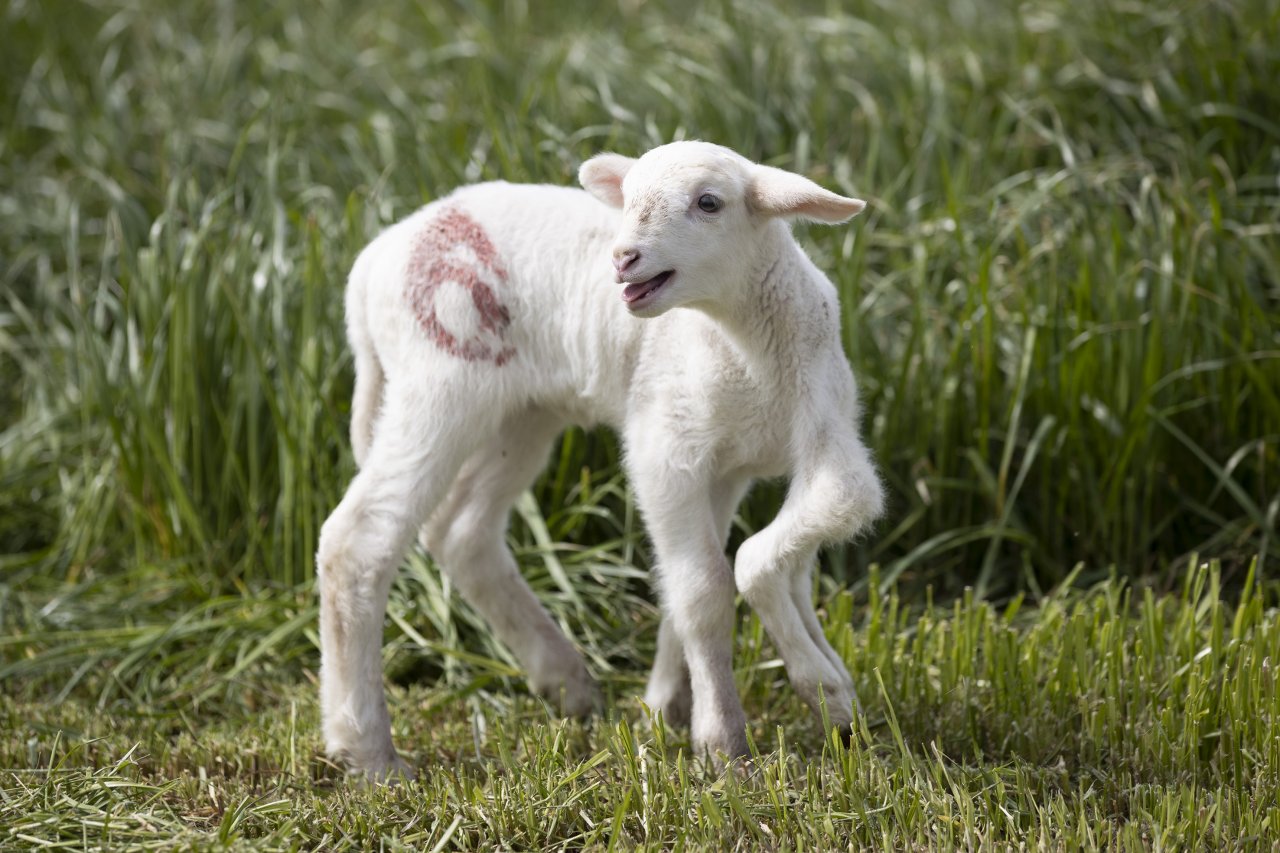 Edirne'de 6 bacağı olan kuzuyu görenler hayrete düşüyor