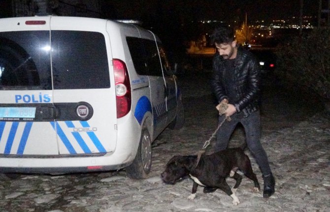 Kahraman köpek, bir tecavüz şüphelisini ele verdi