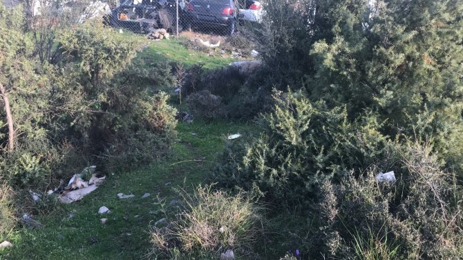 Kahraman köpek, bir tecavüz şüphelisini ele verdi