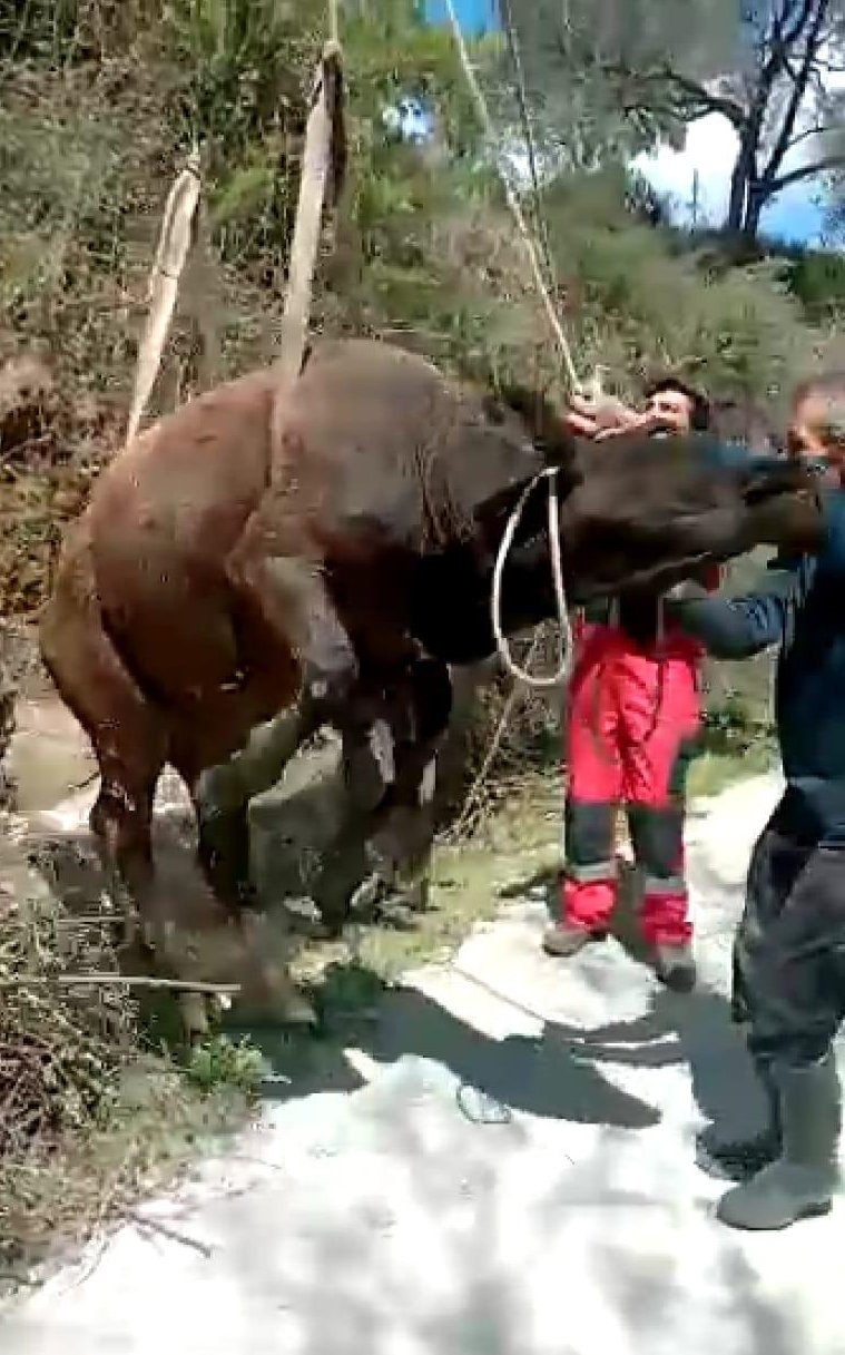 Kuyuda kurtarma operasyonu! Tarlada otlayan inek, kuyuya düştü