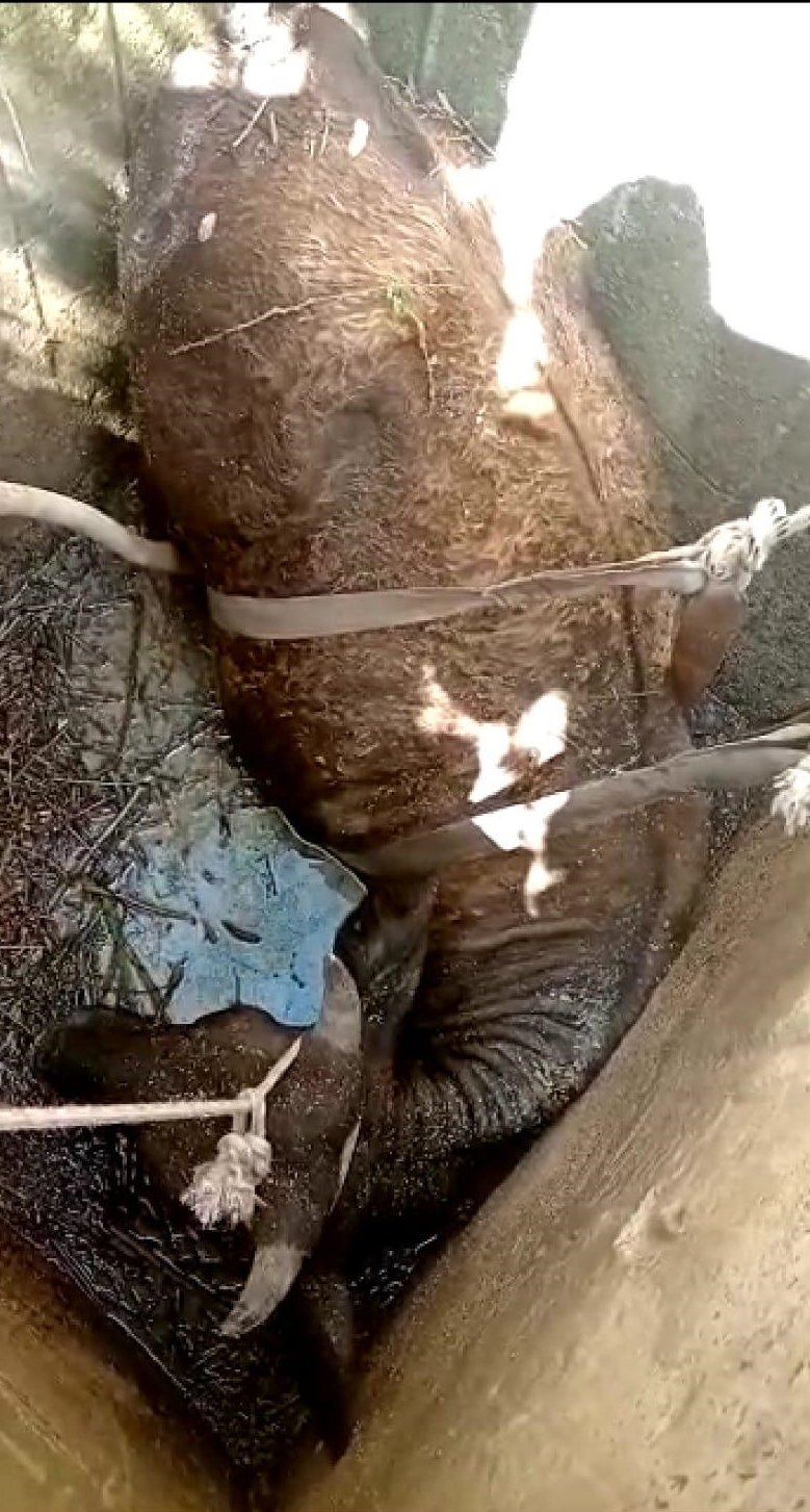 Kuyuda kurtarma operasyonu! Tarlada otlayan inek, kuyuya düştü