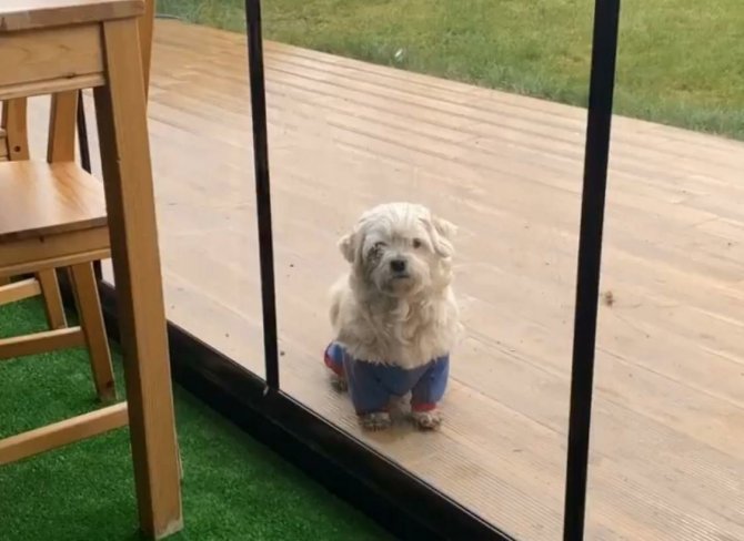 MS hastası genç kız canı gibi sevdiği kaybolan köpeğini getirene 2 bin lira verecek