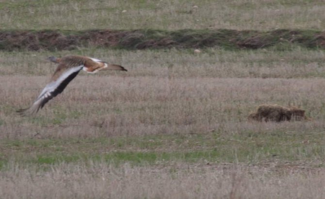 Nesli tükenmekte olan Toy Kuşu Kırıkkale'de görüntülendi