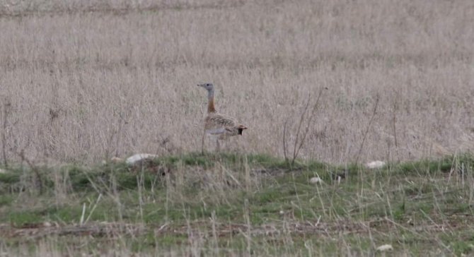 Nesli tükenmekte olan Toy Kuşu Kırıkkale'de görüntülendi