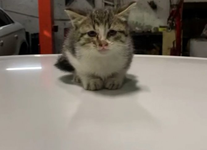 Pendik Belediye Başkanının ihbarıyla aracın motor kısmına sıkışan kedi kurtarıldı