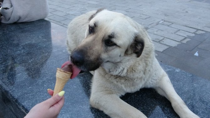 Taksim’de turistlerin dondurma yedirdiği köpek ilgi odağı oldu