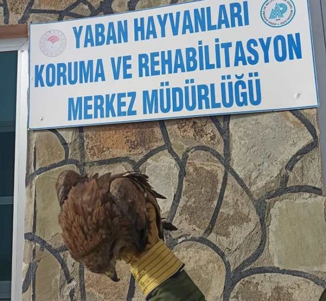 Van'da art arda bulunan yaralı kuşlar tedavi altına alındı