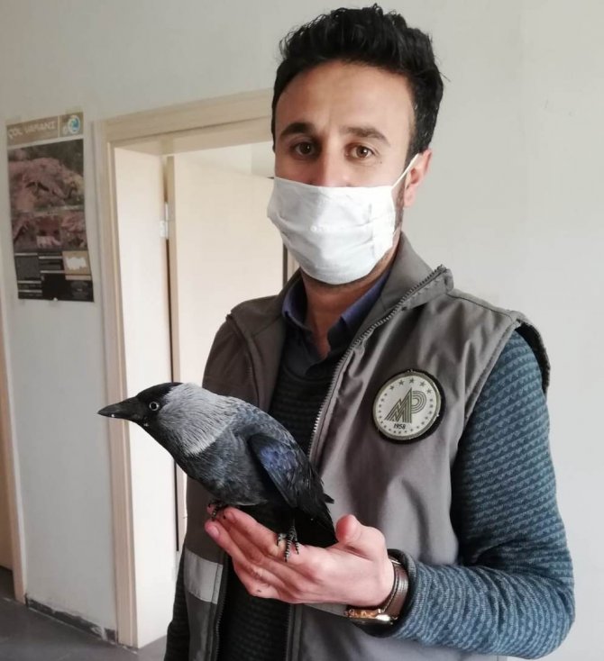 Van'da art arda bulunan yaralı kuşlar tedavi altına alındı