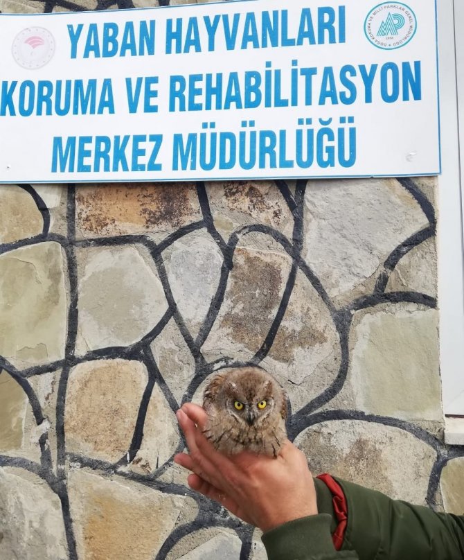 Van'da art arda bulunan yaralı kuşlar tedavi altına alındı