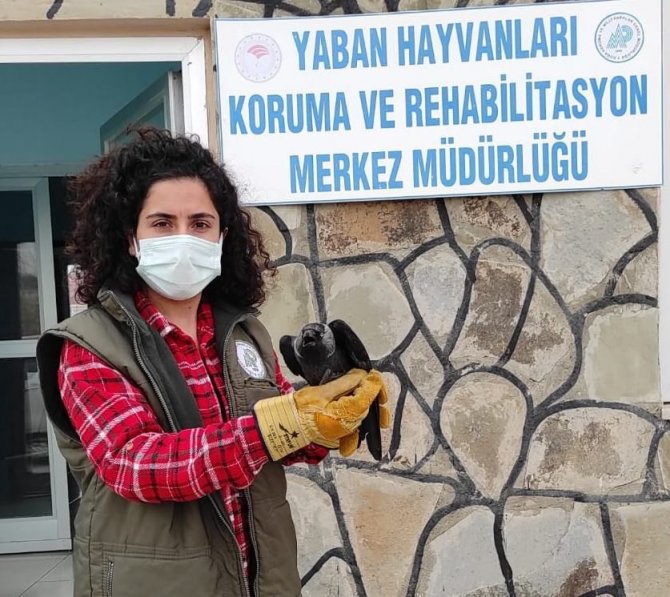 Van'da art arda bulunan yaralı kuşlar tedavi altına alındı