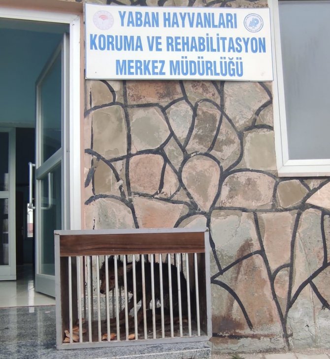 Van'da kuyuya düşen ve yaralanan tilki tedavi altına alındı.