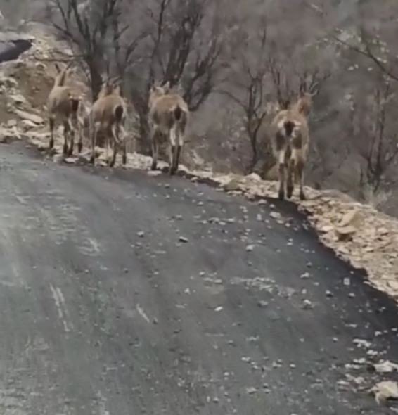 Artvin'de yabani keçiler aç kalınca köye indi
