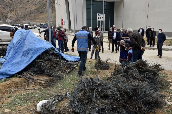 Ceviz yetiştiriciliği geliştirme projesi kapsamında üreticilere 5 bin 600 ceviz fidanı dağıtıldı