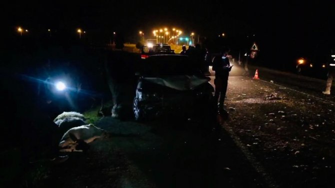 Ceylanpınar'da feci kaza! Koyun sürüsün arasına daldı!