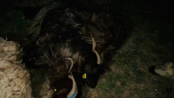 Ceylanpınar'da feci kaza! Koyun sürüsün arasına daldı!