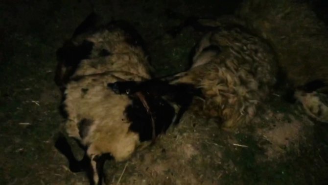 Ceylanpınar'da feci kaza! Koyun sürüsün arasına daldı!