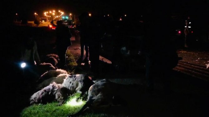 Ceylanpınar'da feci kaza! Koyun sürüsün arasına daldı!