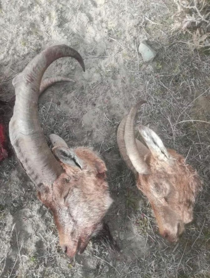 Kaçak dağ keçisi avı yapanlar suç üstü basıldı!