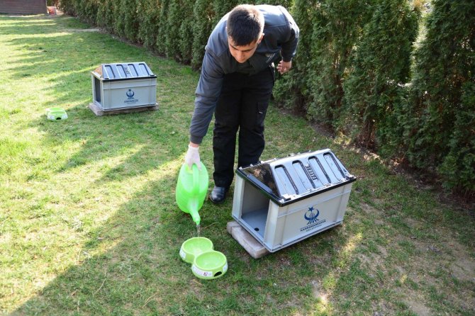 Kahramankazan, havalar ısınırken sokak hayvanlarını unutmadı